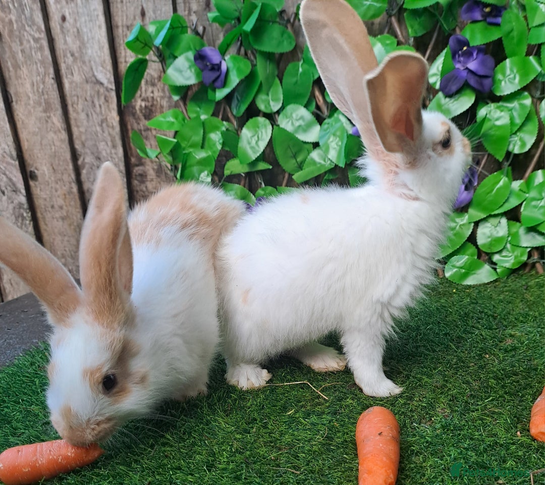 Giant Papillon rabbits for sale: Pure Giant Papillon Kits - Vaccinated - RESERVE - Image 10