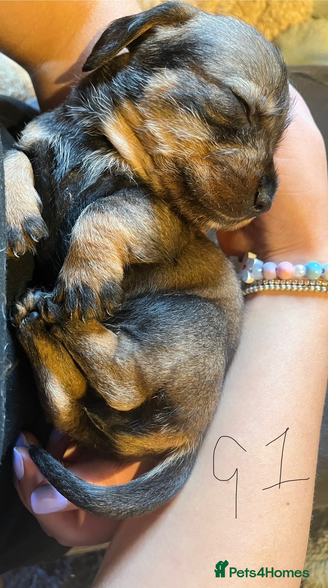 Dachshund dogs for sale: Kc Standard Wire Haired Dachshund Puppies - Image 2