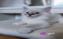 Ragdoll cats for sale: Adorable Ragdoll kittens - Image 5