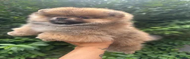 Pomeranian 1