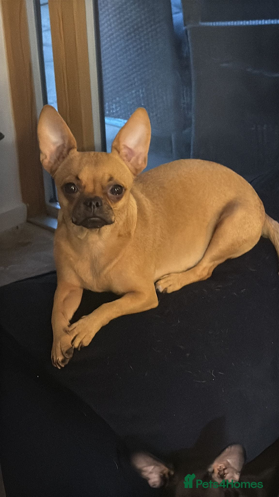 Chihuahua dogs Chico - Advert 5