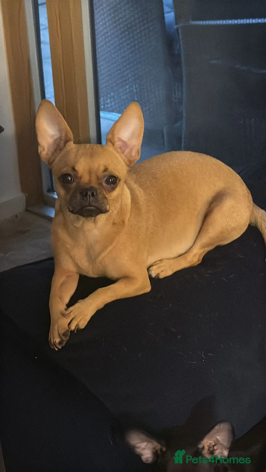 Chihuahua dogs for sale: Chico in Uxbridge - Advert 1