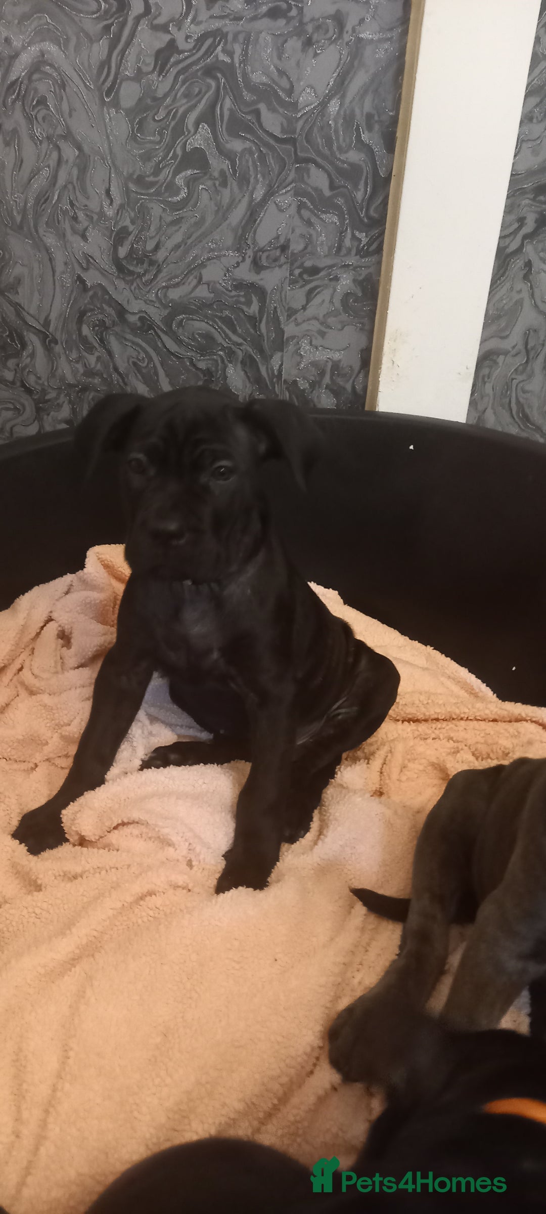 Cane Corso dogs for sale: ANNOUNCEMENT ONLY UK LITTER DEL DYRIUM LINES  🖤  - Advert 29