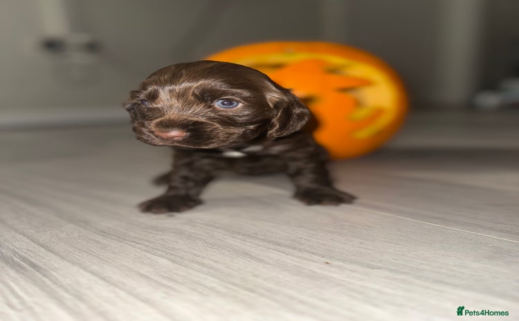 Cocker Spaniel dogs - Advert 17