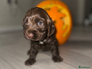 Cocker Spaniel dogs - Advert 6