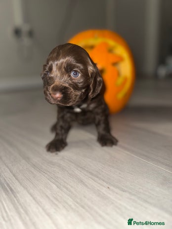 Cocker Spaniel dogs - Advert 15