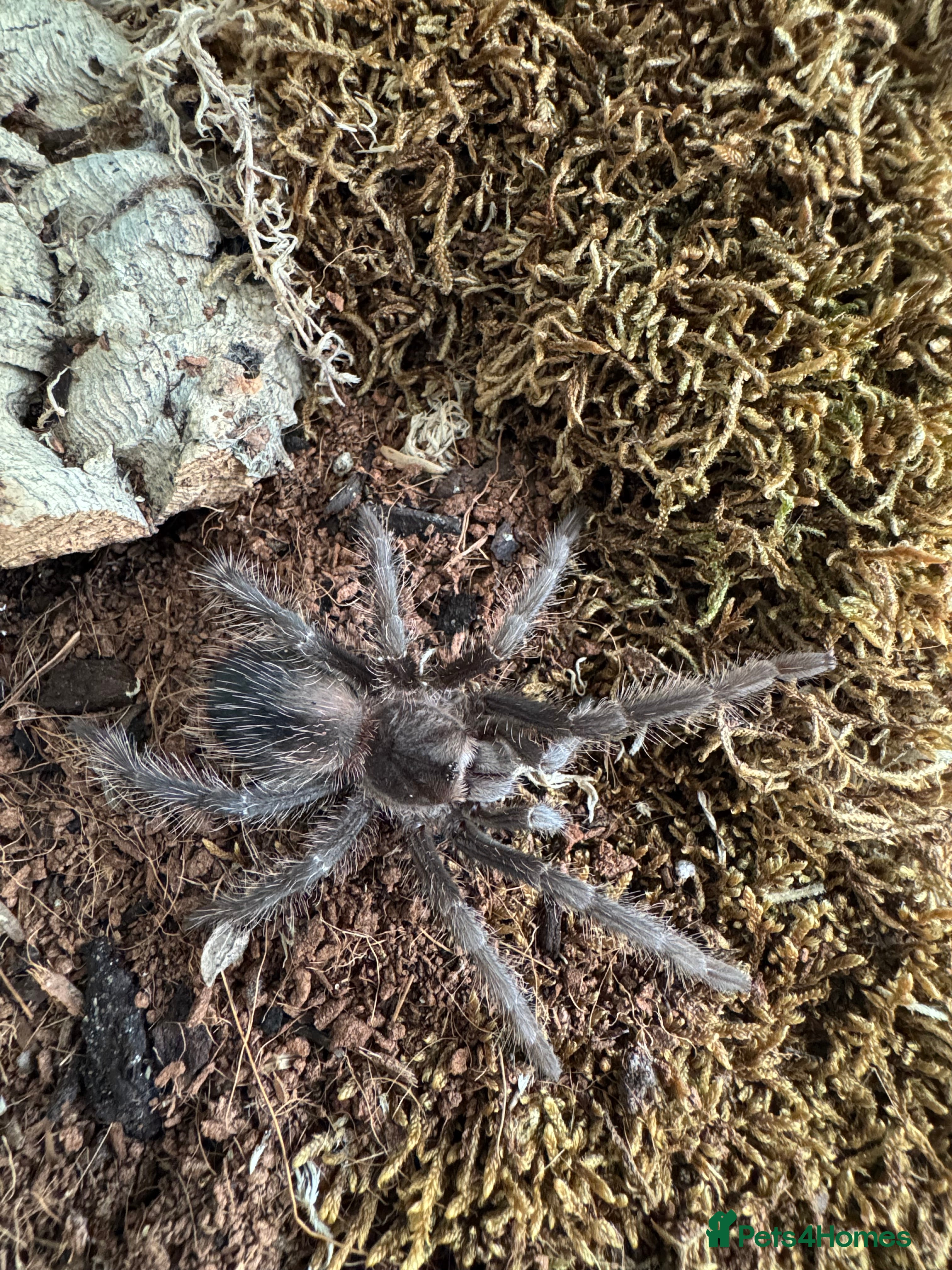 Tarantulas invertebrates Lasiodora parahybana - Advert 2