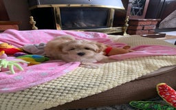 Maltipoo dogs for sale: Beautiful maltipoo puppies looking for new homes  - Image 26