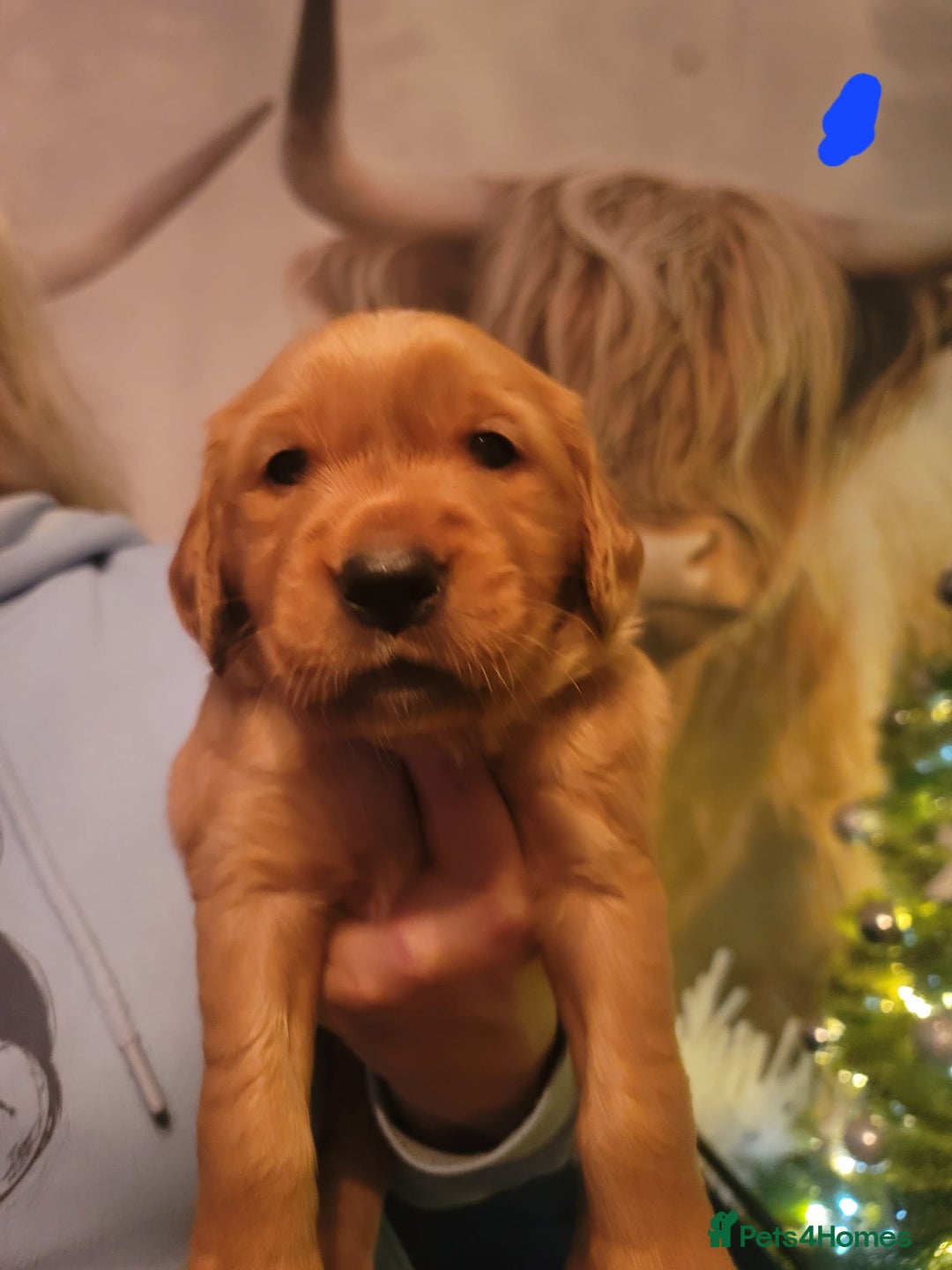 Golden Retriever dogs for sale: Beautiful KC-Registered Golden Retriever Puppies - Advert 40