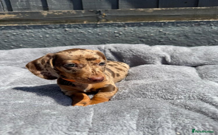 Miniature Dachshund dogs - Advert 12