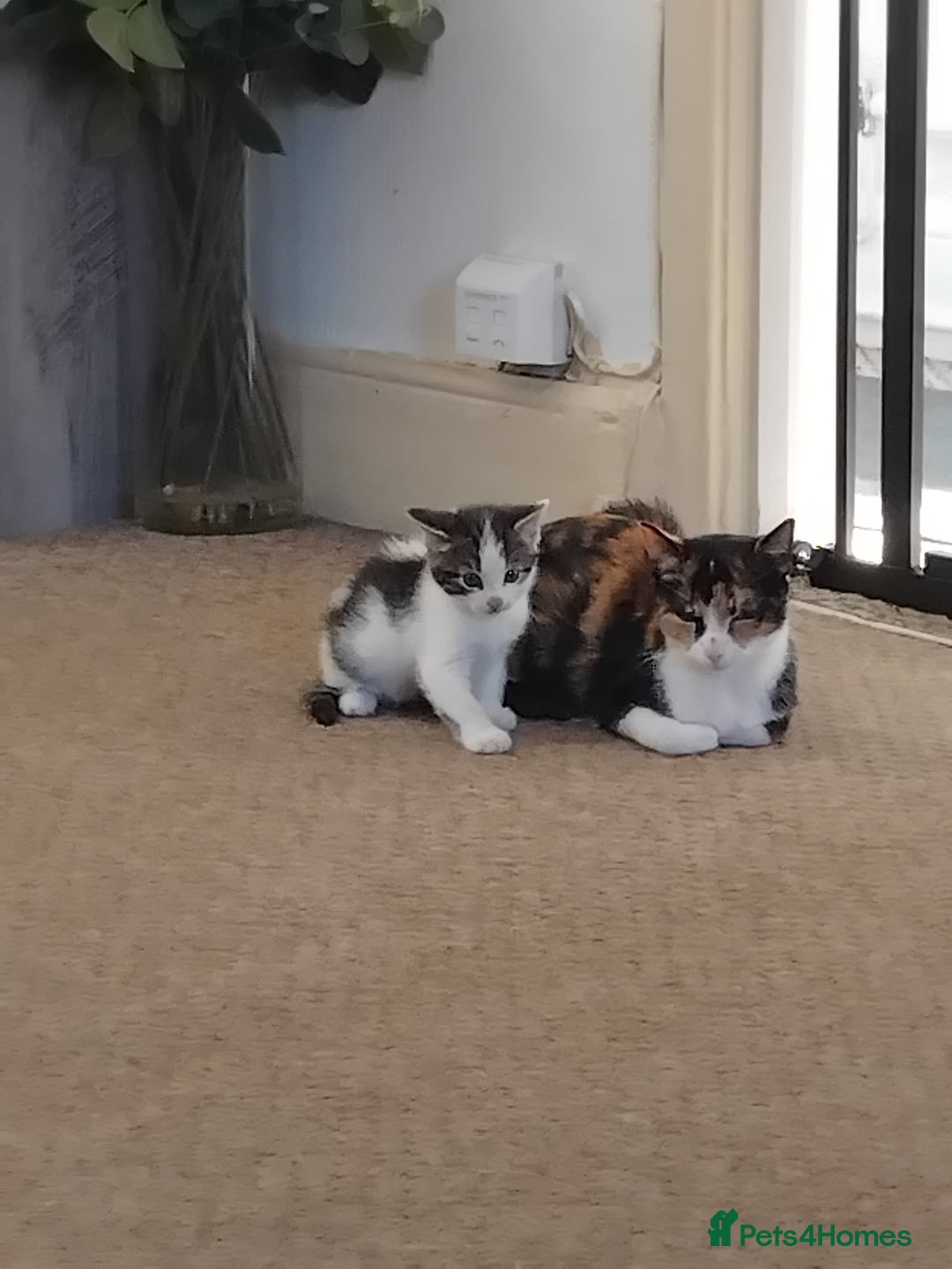 Mixed Breed cats for sale: Kittens  - Image 5
