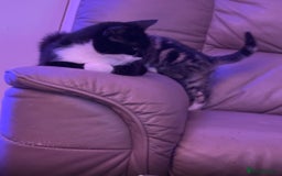 European cats for sale: 3 kittens for sale  - Image 4