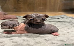 Sphynx cats for sale: Kittens sphinx Canadian  - Image 6