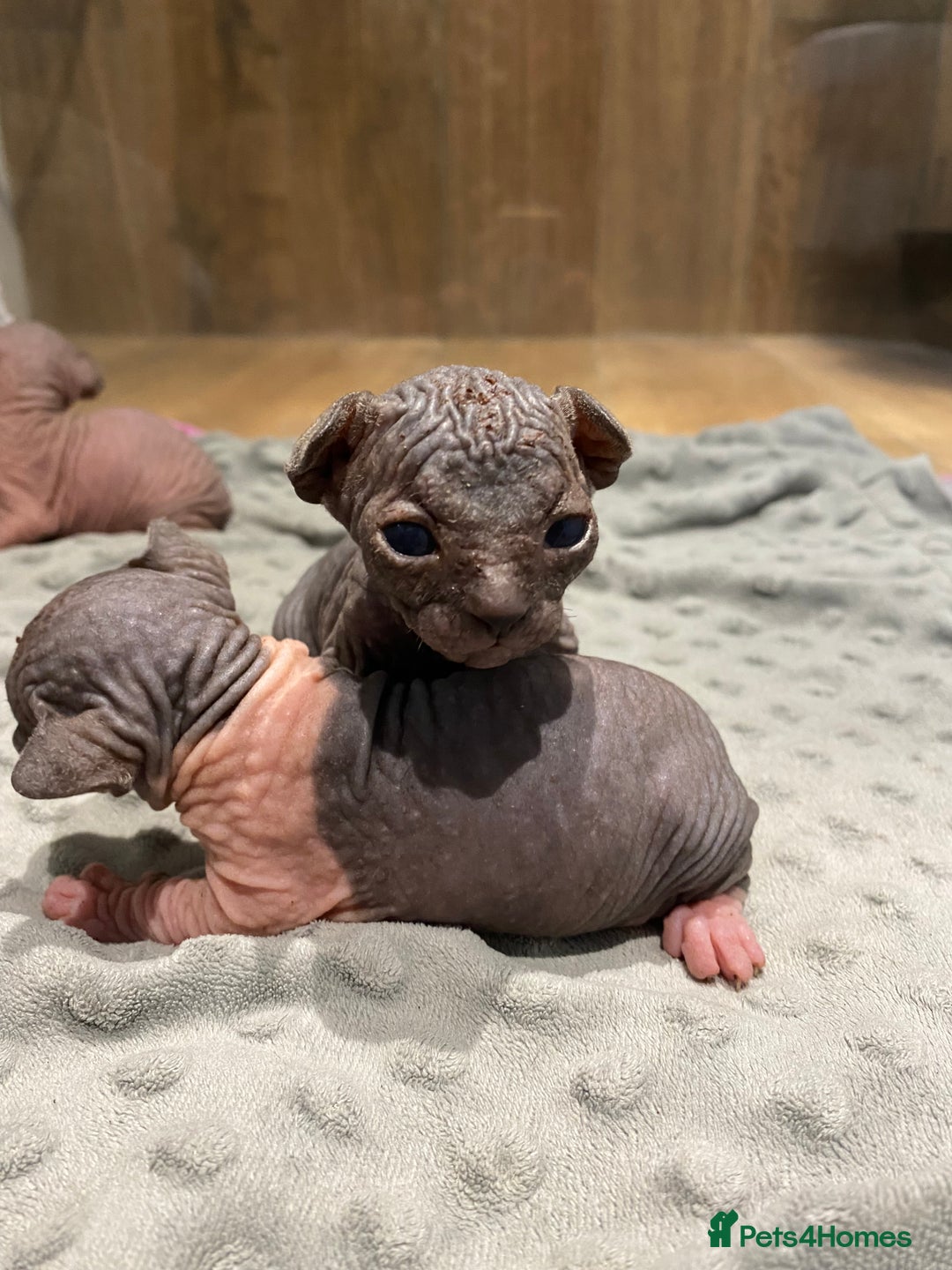 Sphynx cats for sale: Kittens sphinx Canadian  - Image 6