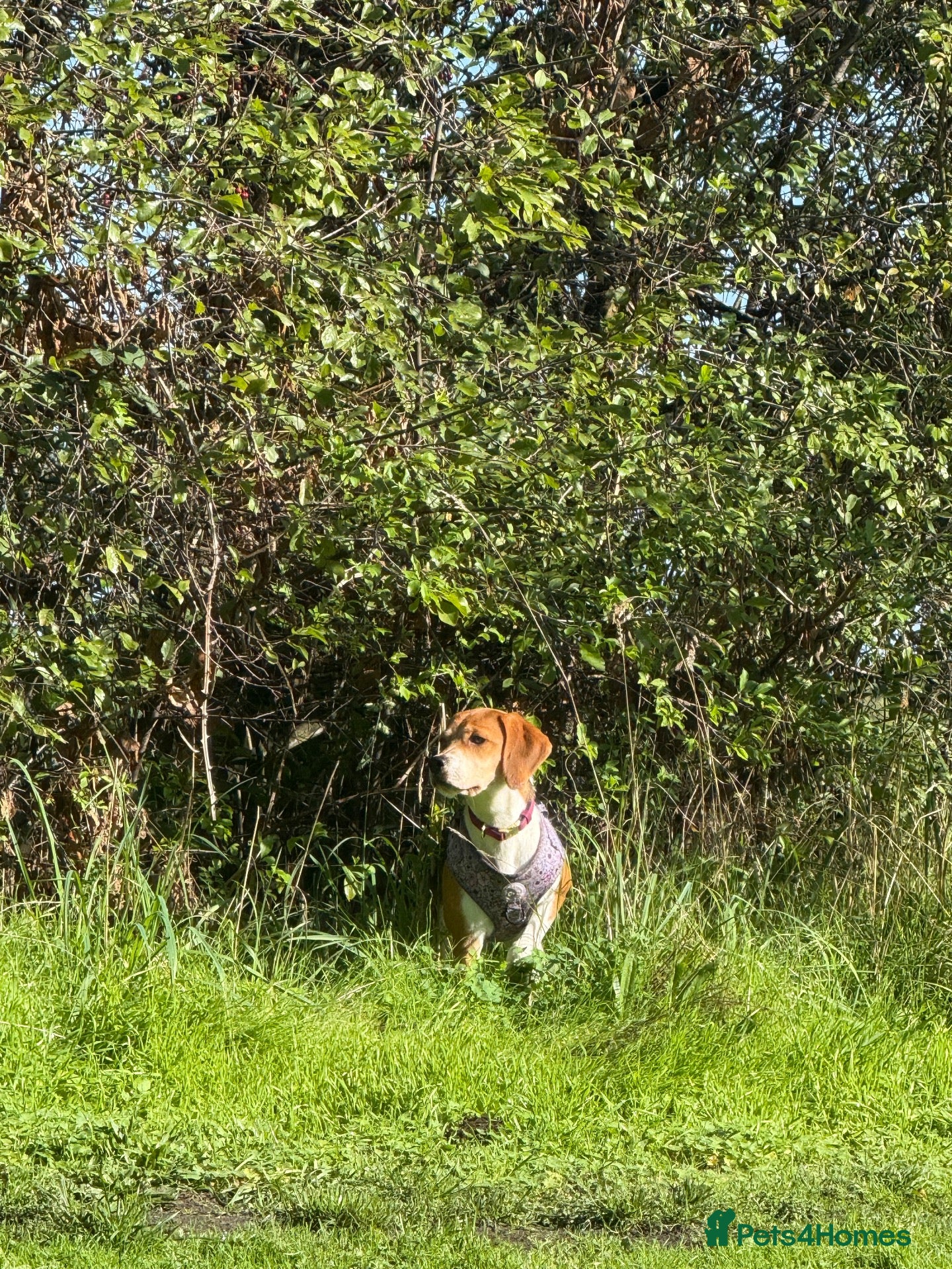 Beagle dogs for sale: Nela  - Advert 1