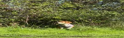 Beagle dogs for sale: Nela  - Advert 1