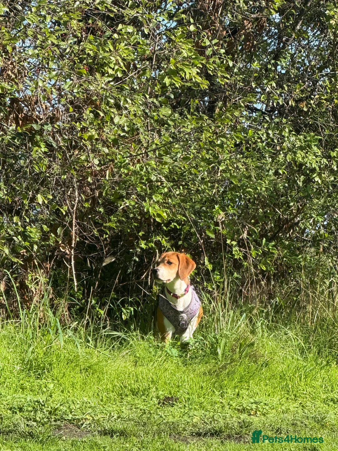 Beagle dogs for sale: Nela  - Advert 1