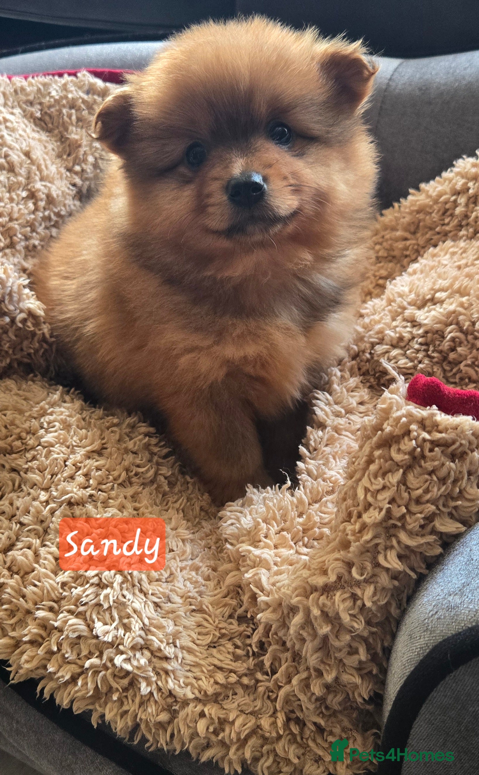 Pomeranian dogs Last one available Pretty cute Pomeranians  - Advert 12