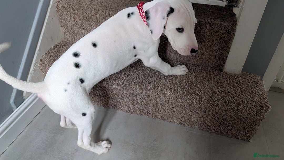 Dalmatian dogs for sale: Dalmatian puppies ready advert fully - Advert 16
