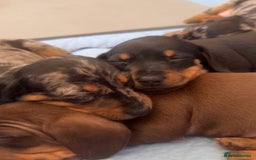 Miniature Dachshund dogs for sale: **We have adorable miniature dachshund puppies** - Image 7