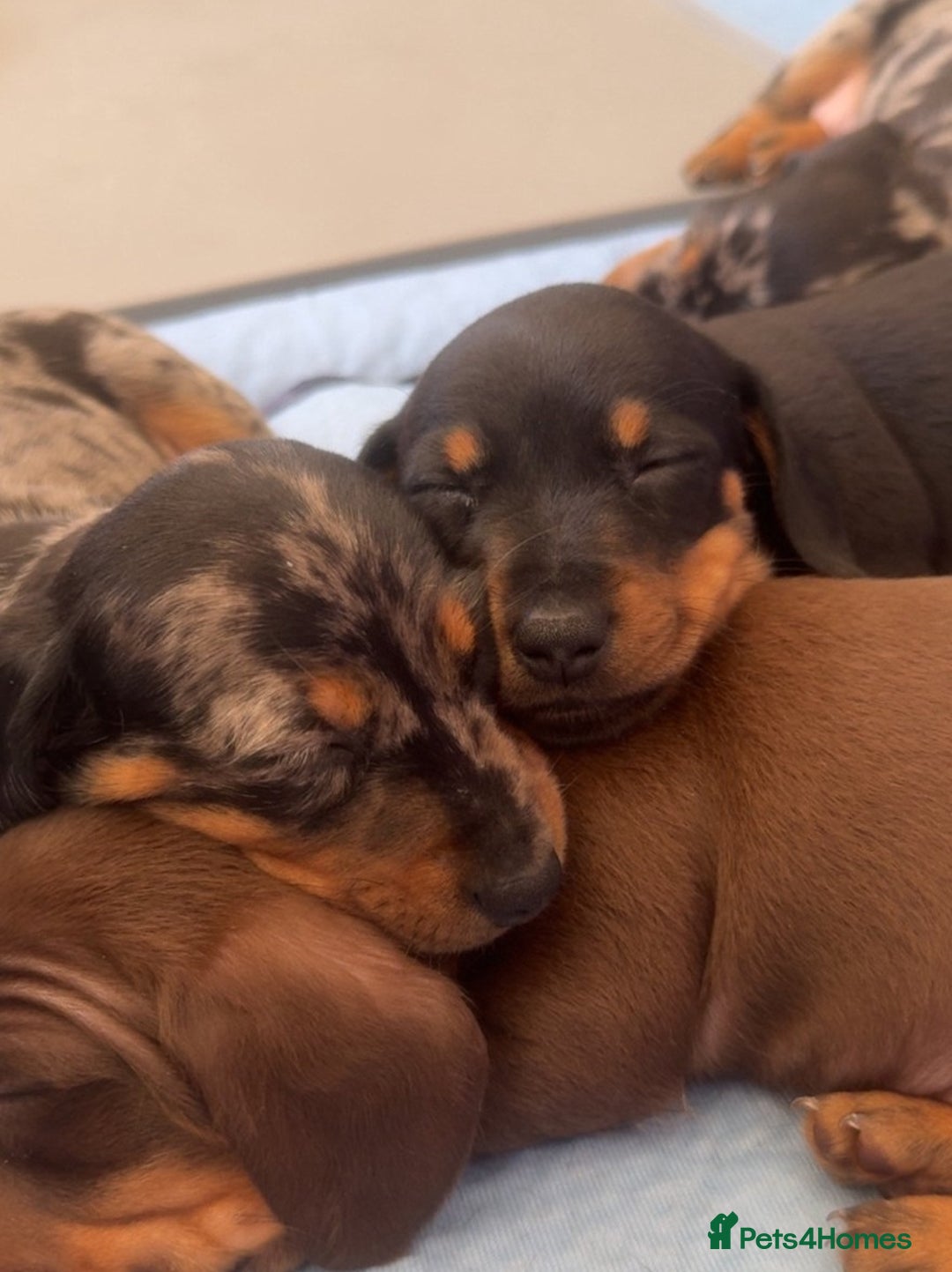 Miniature Dachshund dogs for sale: **We have adorable miniature dachshund puppies** - Image 7
