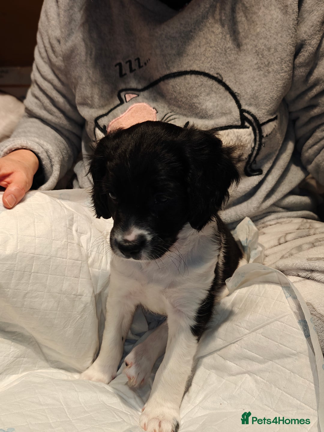 Sproodle dogs for sale: English springer spaniel& sproodle mix - Advert 7