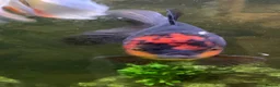 Goldfish fish for sale: Xl goldfish  - Advert 5