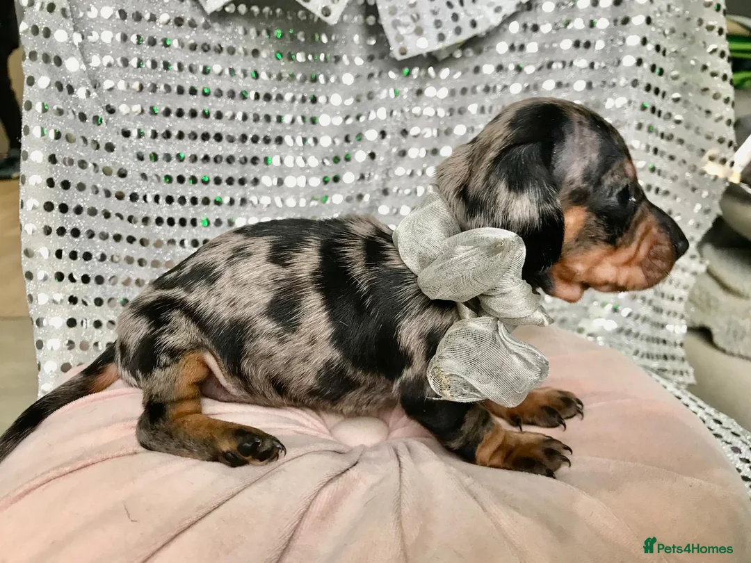 Miniature Dachshund dogs for sale: 🐶 4 miniature duschund puppies🐕 - Advert 12