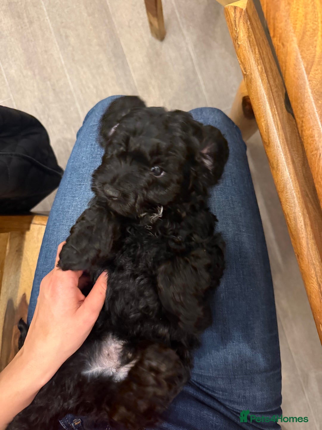 Cavapoo dogs for sale: Cavapoo puppies - Advert 6