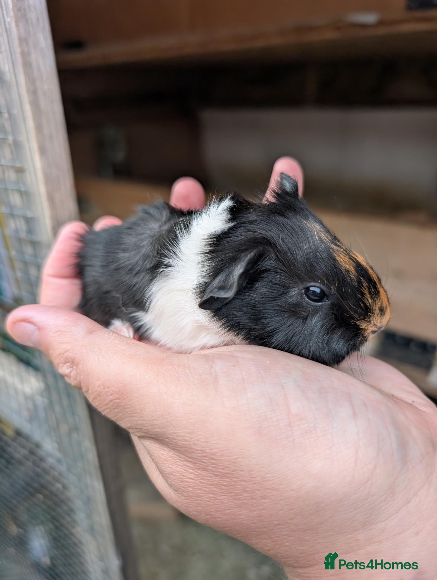 Guinea Pig rodents Funky babies  - Advert 2