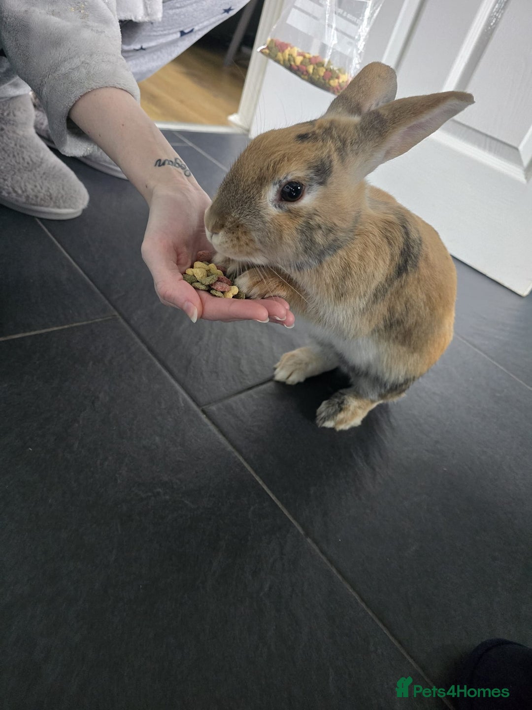 Mixed Breed rabbits for sale: 2 rabbits  - Advert 8