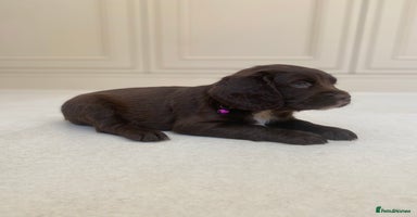 Sprocker dogs - Advert 11