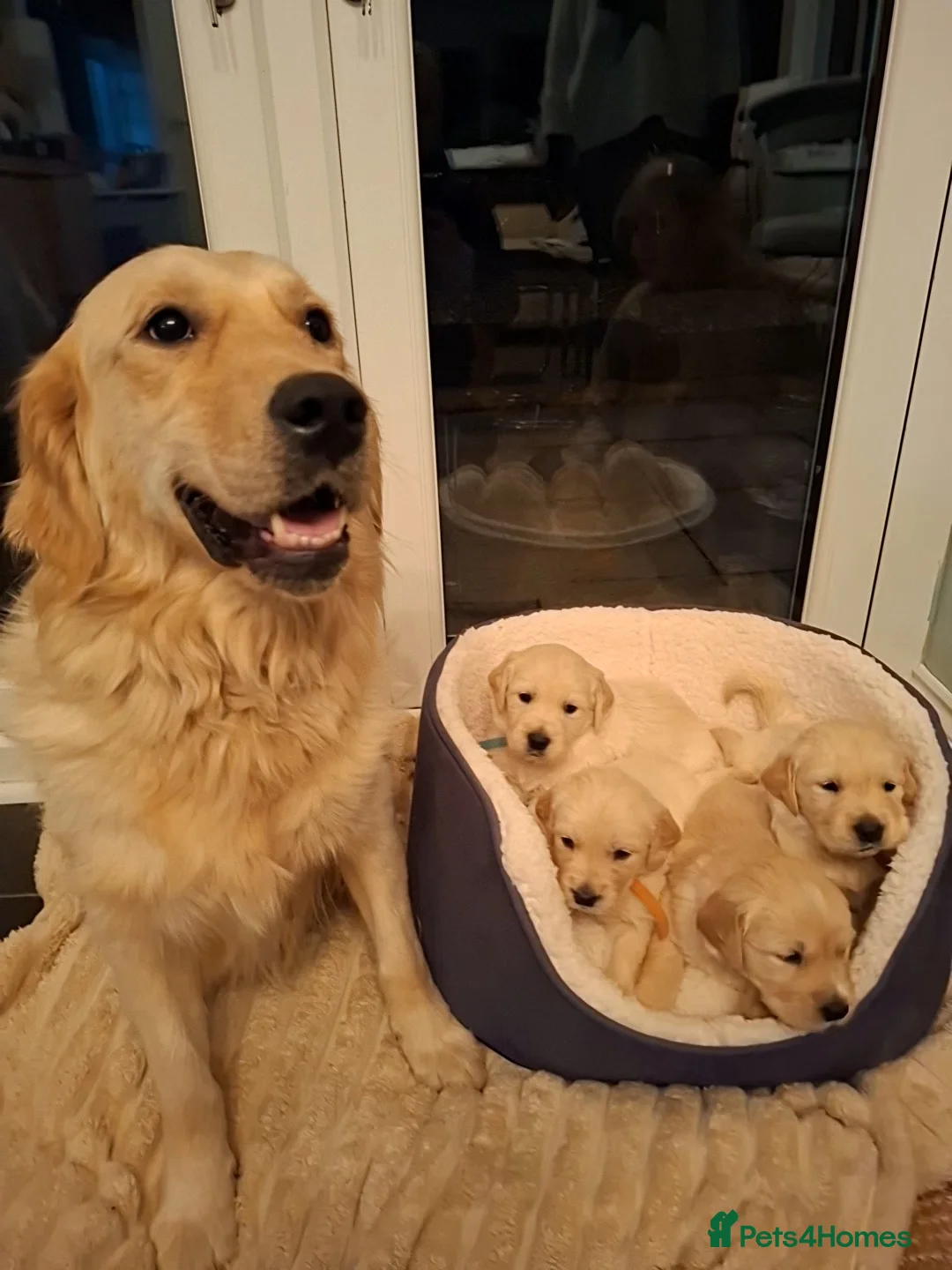 Golden Retriever dogs for sale: 🐾 Beautiful Golden Retriever Puppies for Sale 🐾 - Advert 14