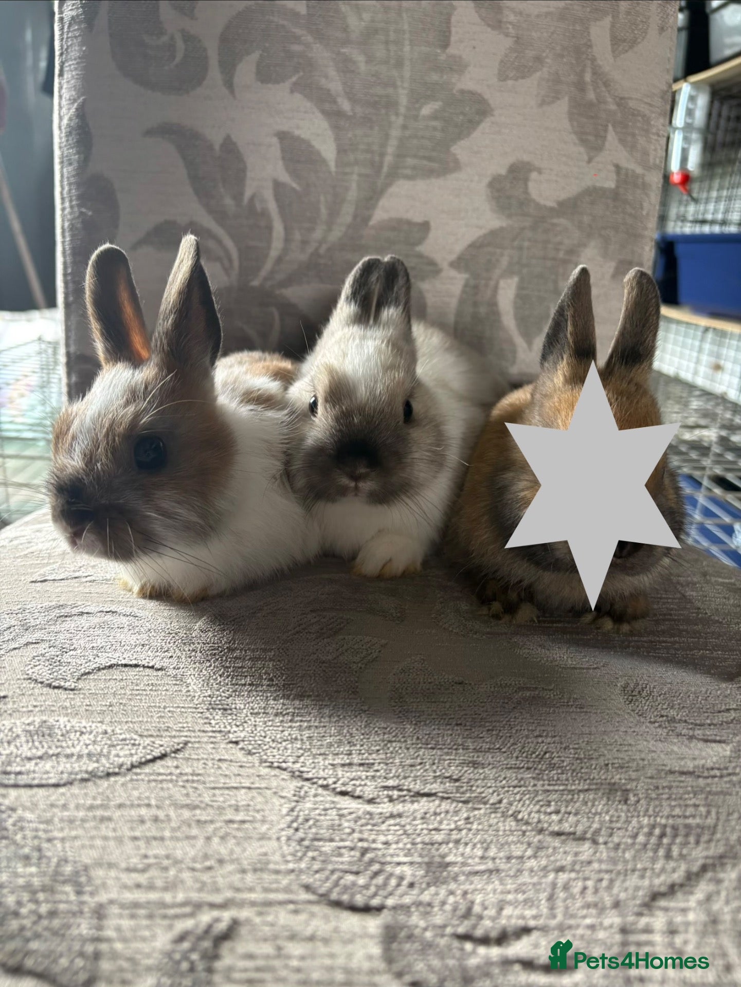 Netherland Dwarf rabbits * 2 left * x Netherland Dwarfs * Ready Now *  - Advert 15