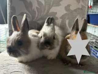 Netherland Dwarf rabbits * 2 left * x Netherland Dwarfs * Ready Now * - Advert 15