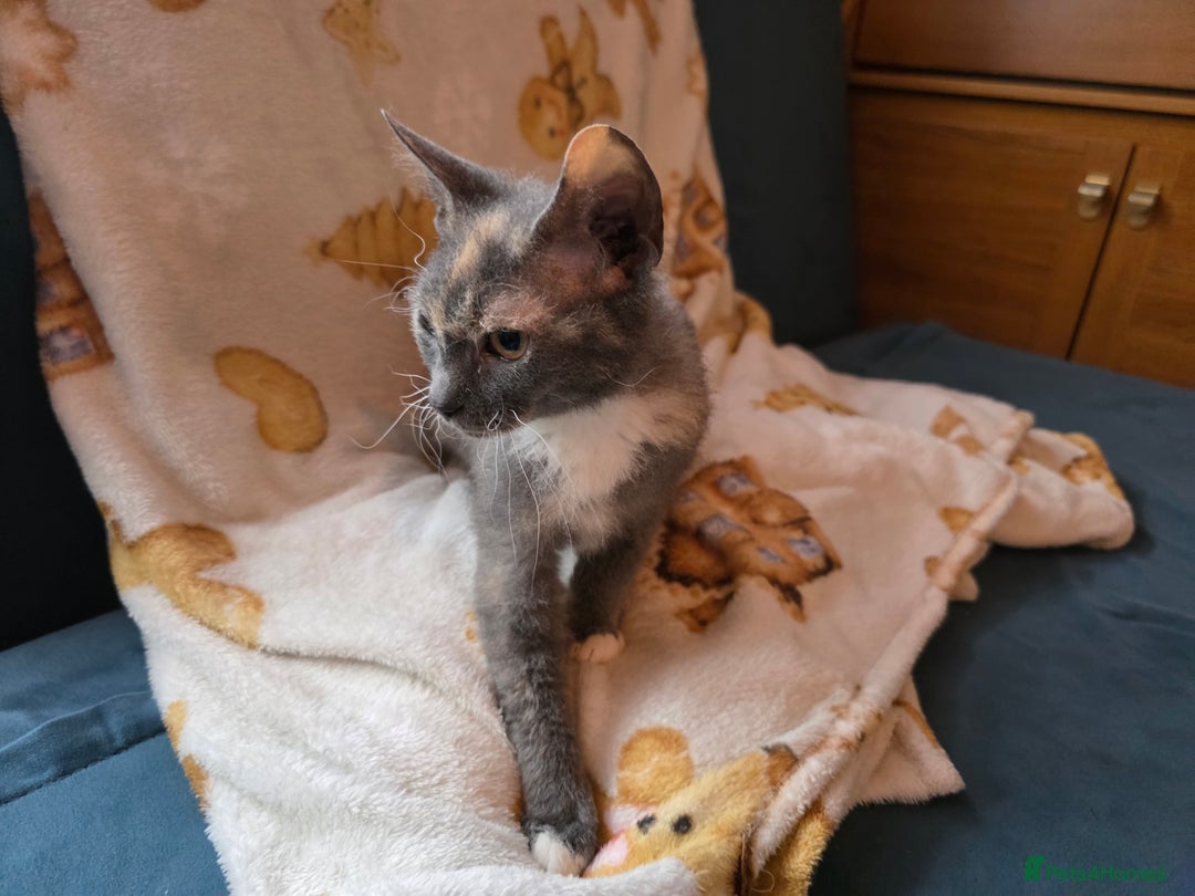 Mixed Breed cats for sale: Beautiful Female Kitten Looking for a Loving Home - Advert 4