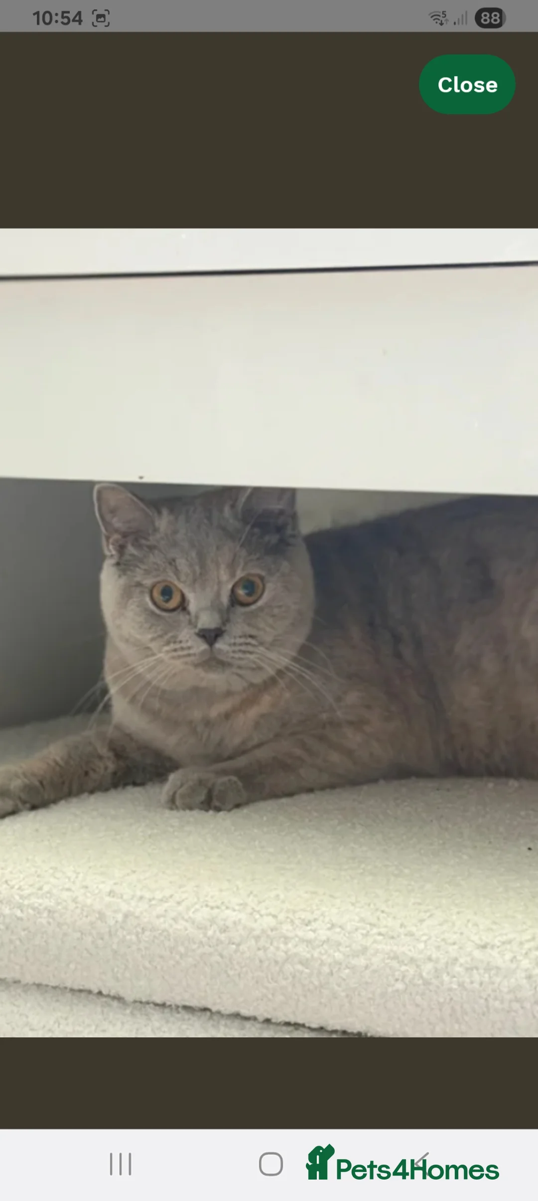 British Shorthair cats for sale: Beautiful cream colour point girl  - Advert 11