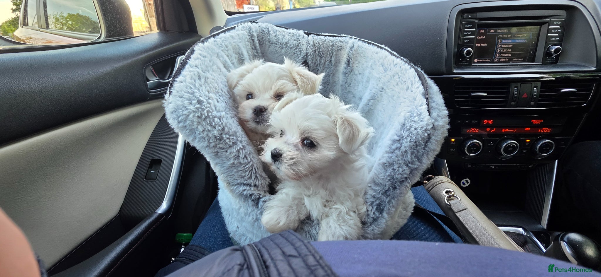 Maltese dogs Maltese puppies  - Advert 3