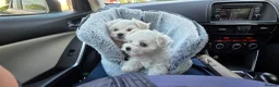 Maltese dogs for sale: Maltese puppies  in Morden - Advert 1