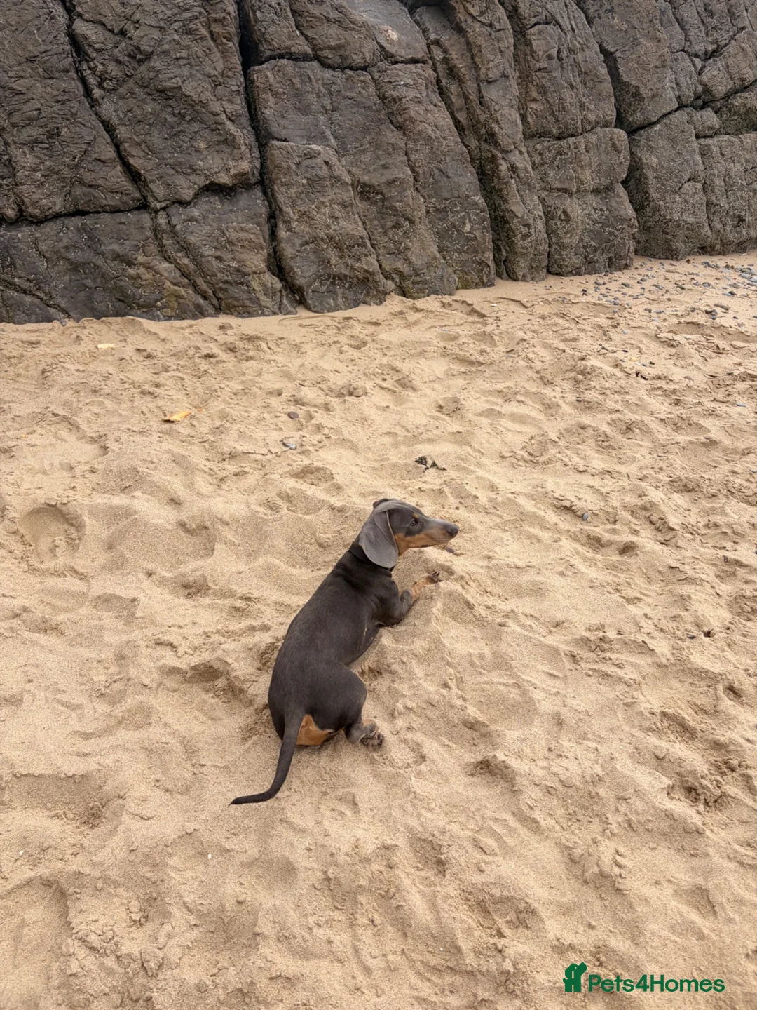 Dachshund dogs for sale: Dauchund in Tredegar - Advert 1