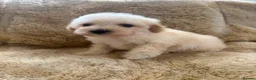 Poochon dogs for sale: F1 poochons puppy’s READY NOW - Advert 7