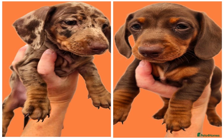 Miniature Dachshund dogs - Advert 16