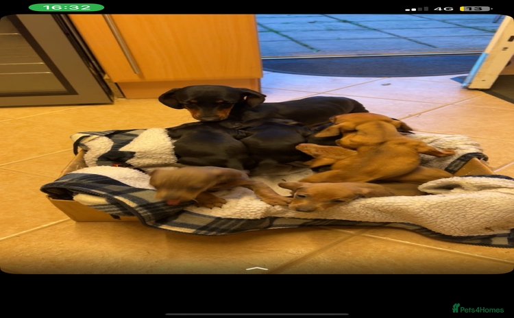 Dachshund dogs - Advert 13