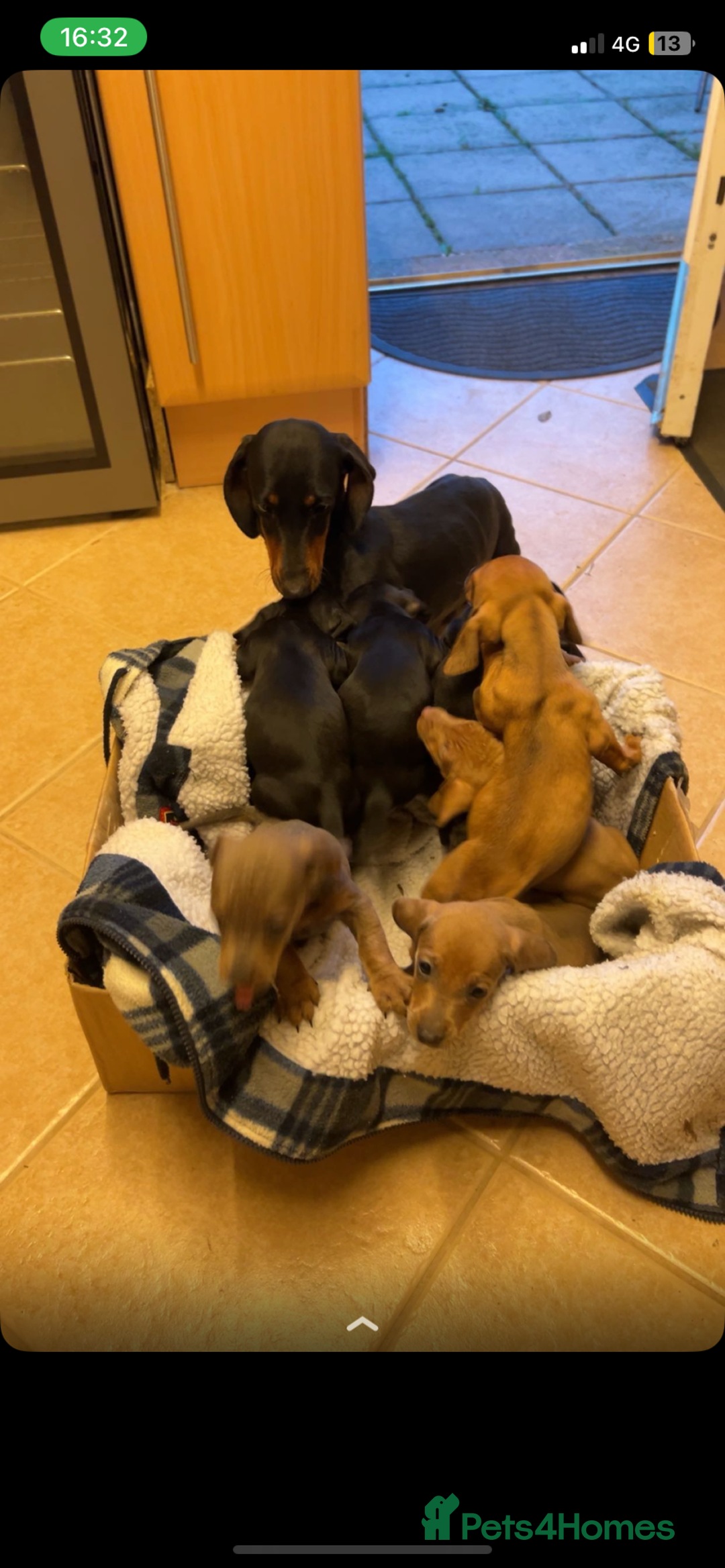 Dachshund dogs for sale: Beautiful Dachshund puppies for sale  - Image 1