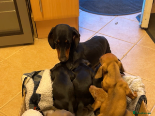 Dachshund dogs for sale - Advert 1