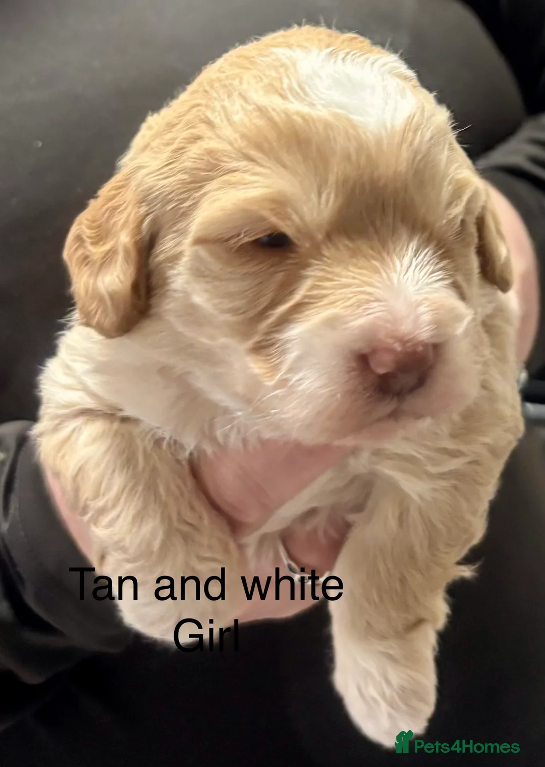 Cockapoo dogs for sale: Cockerpoo puppies  - Advert 7