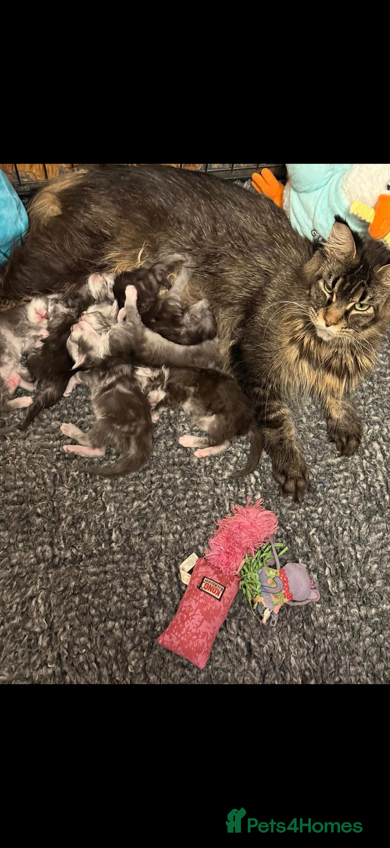 Maine Coon cats Stunning Litter Of Maine Coon Kittens  - Advert 1