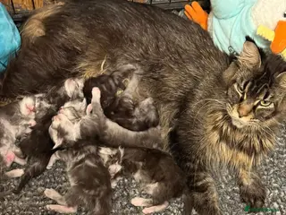 Maine Coon cats Stunning Litter Of Maine Coon Kittens - Advert 1
