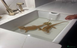 Bearded Dragon reptiles for sale: Bearded dragons for sale  - Image 7