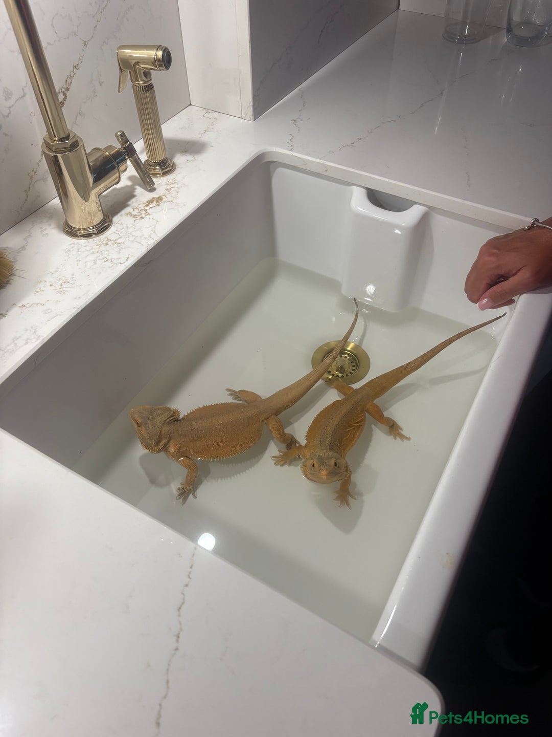 Bearded Dragon reptiles for sale: Bearded dragons for sale  - Image 7